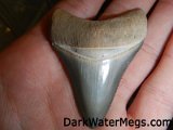 megalodon-teeth-dark-water-megs (24)
